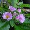 Thumbnail #3 of Pereskia grandifolia by Monocromatico