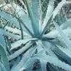 Thumbnail #2 of Agave univittata by bill_zone6