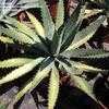 Thumbnail #3 of Agave univittata by palmbob