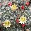 Thumbnail #2 of Mammillaria prolifera by TuttiFrutti