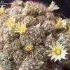 Thumbnail #5 of Mammillaria prolifera by franj