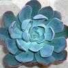 Thumbnail #2 of Echeveria  by GreenPhalanges