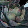 Thumbnail #3 of Echeveria  by bootandall