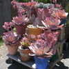 Thumbnail #5 of Echeveria  by Kell