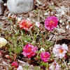 Thumbnail #2 of Portulaca grandiflora by JSS