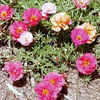 Thumbnail #1 of Portulaca grandiflora by JSS