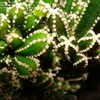 Thumbnail #4 of Cereus hildmannianus subsp. uruguayanus by fleurone