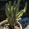 Thumbnail #1 of Cereus hildmannianus subsp. uruguayanus by Clare_CA