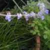 Thumbnail #3 of Plectranthus tomentosa by tarziesgirl