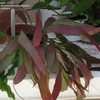 Thumbnail #4 of Pseudorhipsalis ramulosa by plantladylin