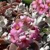 Thumbnail #1 of Kalanchoe pumila by Ulrich