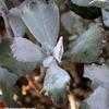 Thumbnail #4 of Kalanchoe pumila by Happenstance