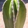 Thumbnail #4 of Pachycereus marginatus by Xenomorf