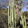 Thumbnail #1 of Pachycereus marginatus by palmbob