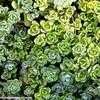 Thumbnail #3 of Sedum spathulifolium by Happenstance