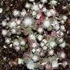 Thumbnail #4 of Sedum spathulifolium by Happenstance