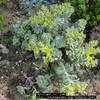 Thumbnail #2 of Sedum spathulifolium by jody