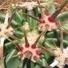 Thumbnail #2 of Echinocactus texensis by Xenomorf