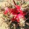 Thumbnail #4 of Echinocactus texensis by Xenomorf