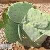 Thumbnail #4 of Opuntia robusta by Xenomorf