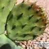 Thumbnail #3 of Opuntia robusta by Xenomorf