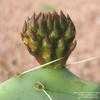 Thumbnail #5 of Opuntia robusta by Xenomorf