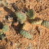 Thumbnail #3 of Opuntia aurea by CactusJordi