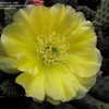Thumbnail #2 of Opuntia aurea by CactusJordi