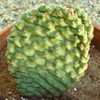 Thumbnail #4 of Opuntia aurea by ogon