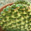 Thumbnail #5 of Opuntia aurea by ogon