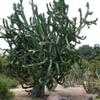 Thumbnail #1 of Euphorbia ingens by palmbob