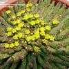 Thumbnail #1 of Euphorbia flanaganii by emdc