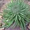 Thumbnail #3 of Euphorbia flanaganii by palmbob