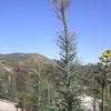 Thumbnail #4 of Fouquieria columnaris by palmbob