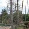 Thumbnail #1 of Fouquieria columnaris by palmbob