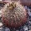 Thumbnail #5 of Ferocactus cylindraceus by cacti_lover