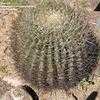 Thumbnail #1 of Ferocactus cylindraceus by palmbob