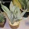 Thumbnail #1 of Sansevieria trifasciata by palmbob