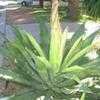 Thumbnail #1 of Agave bovicornuta by Xenomorf