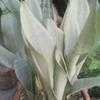 Thumbnail #5 of Sansevieria trifasciata by cactus_lover