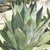 Thumbnail #2 of Agave bovicornuta by Xenomorf