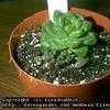 Thumbnail #5 of Haworthia cymbiformis by tiredwabbit