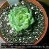 Thumbnail #4 of Haworthia cymbiformis by tiredwabbit