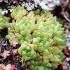 Thumbnail #1 of Haworthia cymbiformis by albleroy