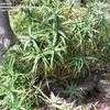 Thumbnail #3 of Aloe striatula by palmbob