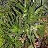 Thumbnail #1 of Aloe striatula by Happenstance