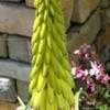 Thumbnail #4 of Aloe striatula by Happenstance