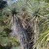 Thumbnail #2 of Yucca rigida by palmbob