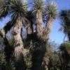 Thumbnail #1 of Yucca rigida by palmbob