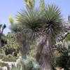 Thumbnail #3 of Yucca rigida by palmbob